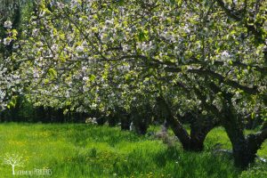cerisiers-ferme